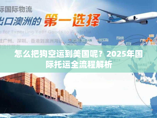 怎么把狗空运到美国呢?2025年国际托运全流程解析 怎么把狗空运到美国呢?2025年国际托运全流程解析