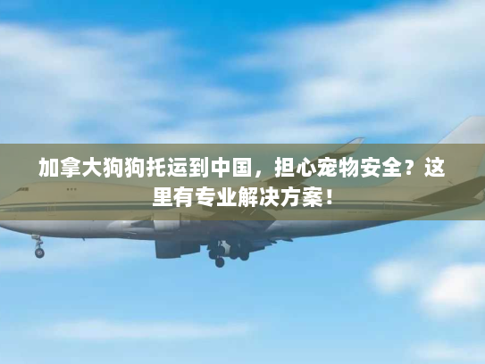 加拿大狗狗托运到中国，担心宠物安全？这里有专业解决方案！