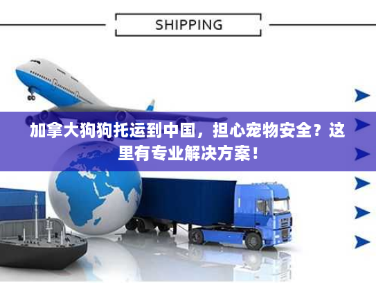 加拿大狗狗托运到中国,担心宠物安全?这里有专业解决方案! 加拿大狗狗托运到中国,担心宠物安全?这里有专业解决方案!
