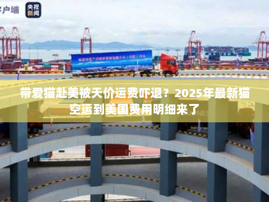 带爱猫赴美被天价运费吓退？2025年最新猫空运到美国费用明细来了