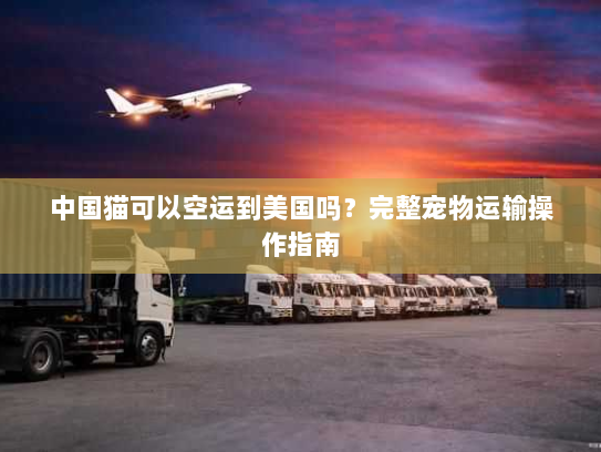 中国猫可以空运到美国吗？完整宠物运输操作指南