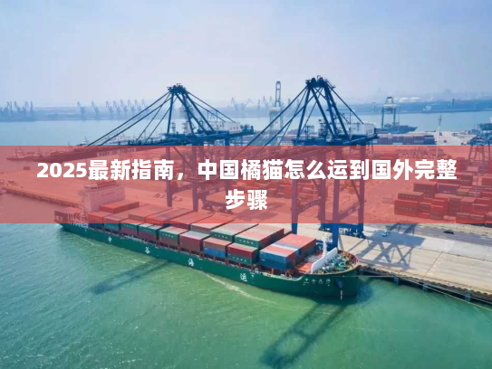 2025最新指南,中国橘猫怎么运到国外完整步骤 2025最新指南,中国橘猫怎么运到国外完整步骤