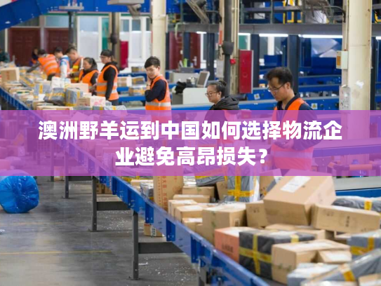 澳洲野羊运到中国如何选择物流企业避免高昂损失? 澳洲野羊运到中国如何选择物流企业避免高昂损失?