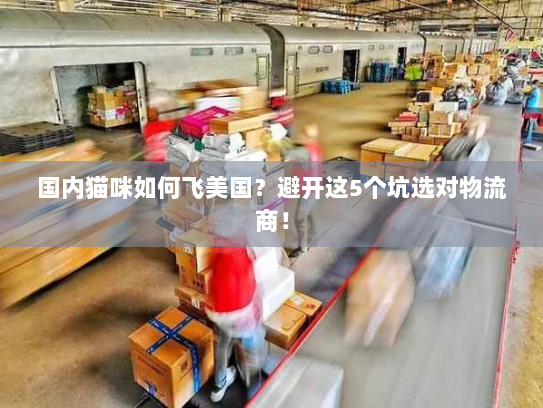 国内猫咪如何飞美国?避开这5个坑选对物流商! 国内猫咪如何飞美国?避开这5个坑选对物流商!