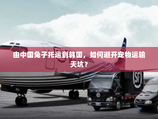 由中国兔子托运到韩国，如何避开宠物运输天坑？