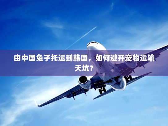 由中国兔子托运到韩国,如何避开宠物运输天坑? 由中国兔子托运到韩国,如何避开宠物运输天坑?