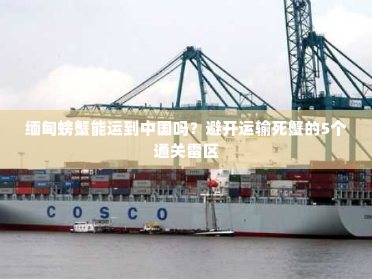 缅甸螃蟹能运到中国吗?避开运输死蟹的5个通关雷区 缅甸螃蟹能运到中国吗?避开运输死蟹的5个通关雷区
