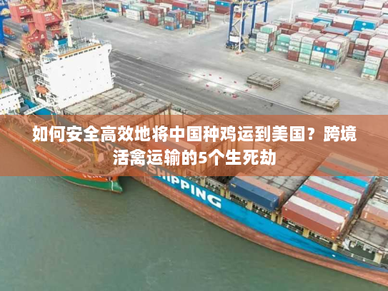 如何安全高效地将中国种鸡运到美国？跨境活禽运输的5个生死劫