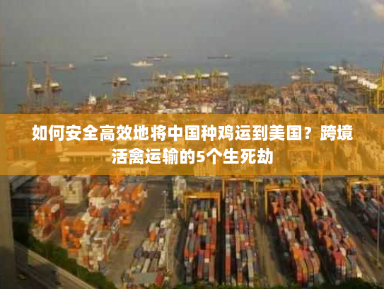 如何安全高效地将中国种鸡运到美国？跨境活禽运输的5个生死劫