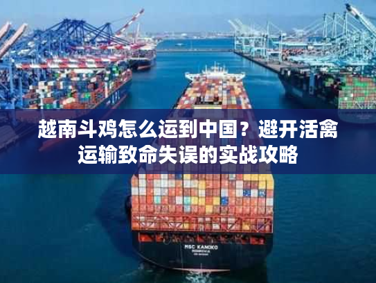 越南斗鸡怎么运到中国？避开活禽运输致命失误的实战攻略