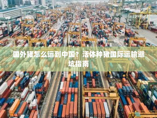 国外猪怎么运到中国?活体种猪国际运输避坑指南 国外猪怎么运到中国?活体种猪国际运输避坑指南