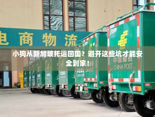 小狗从新加坡托运回国？避开这些坑才能安全到家！