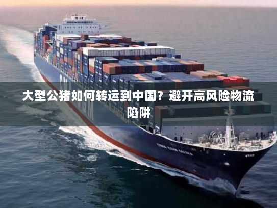 大型公猪如何转运到中国?避开高风险物流陷阱 大型公猪如何转运到中国?避开高风险物流陷阱