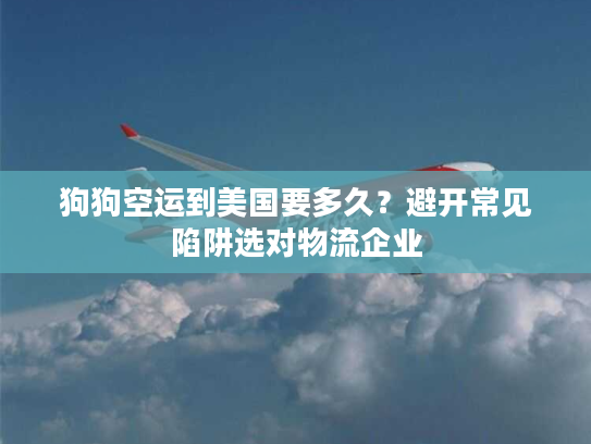 狗狗空运到美国要多久？避开常见陷阱选对物流企业