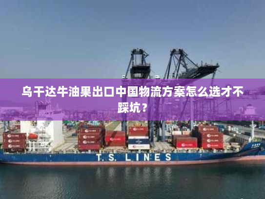 乌干达牛油果出口中国物流方案怎么选才不踩坑? 乌干达牛油果出口中国物流方案怎么选才不踩坑?