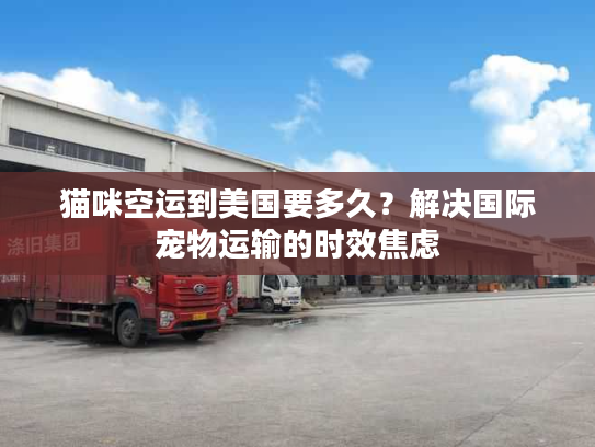 猫咪空运到美国要多久？解决国际宠物运输的时效焦虑