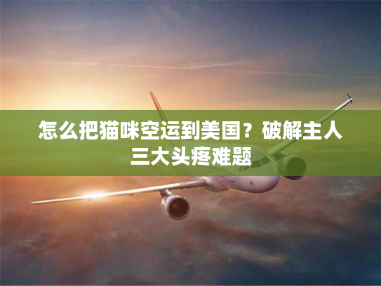 怎么把猫咪空运到美国？破解主人三大头疼难题