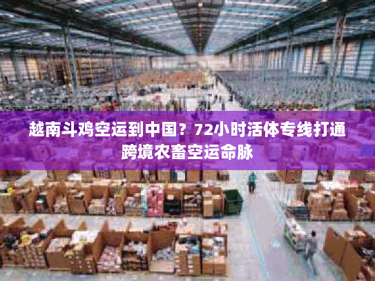 越南斗鸡空运到中国?72小时活体专线打通跨境农畜空运命脉 越南斗鸡空运到中国?72小时活体专线打通跨境农畜空运命脉