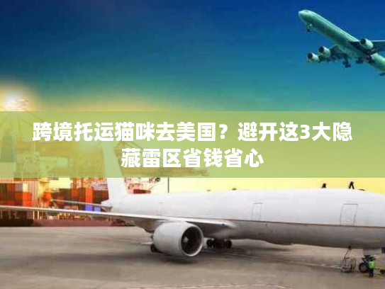 跨境托运猫咪去美国？避开这3大隐藏雷区省钱省心
