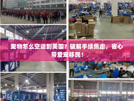 宠物怎么空运到美国?破解手续焦虑,省心带爱宠移民! 宠物怎么空运到美国?破解手续焦虑,省心带爱宠移民!