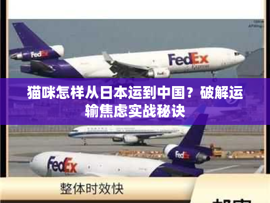 猫咪怎样从日本运到中国？破解运输焦虑实战秘诀