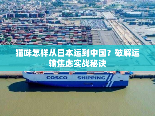 猫咪怎样从日本运到中国？破解运输焦虑实战秘诀