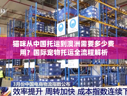 猫咪从中国托运到澳洲需要多少费用？国际宠物托运全流程解析