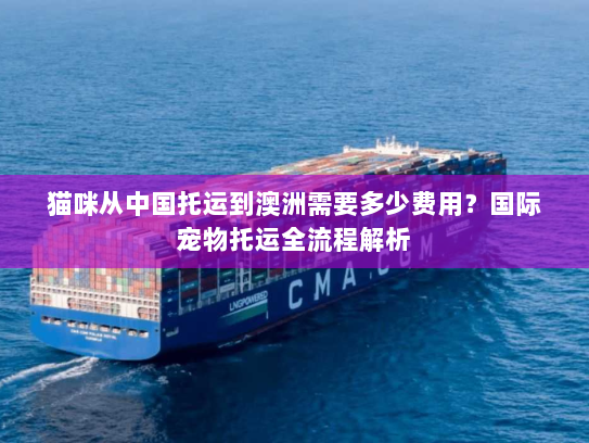 猫咪从中国托运到澳洲需要多少费用？国际宠物托运全流程解析