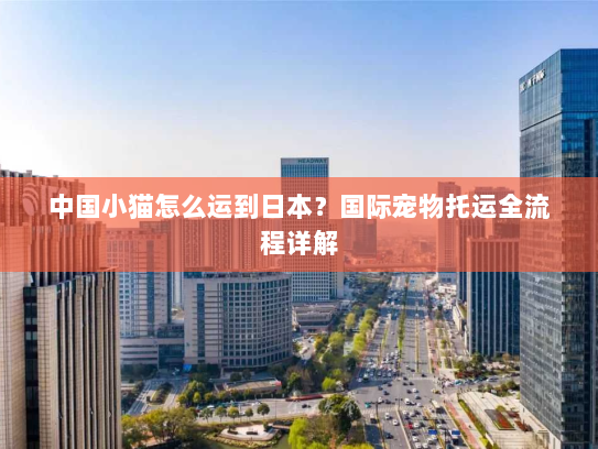 中国小猫怎么运到日本？国际宠物托运全流程详解