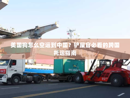 美国狗怎么空运到中国?铲屎官必看的跨国托运指南 美国狗怎么空运到中国?铲屎官必看的跨国托运指南
