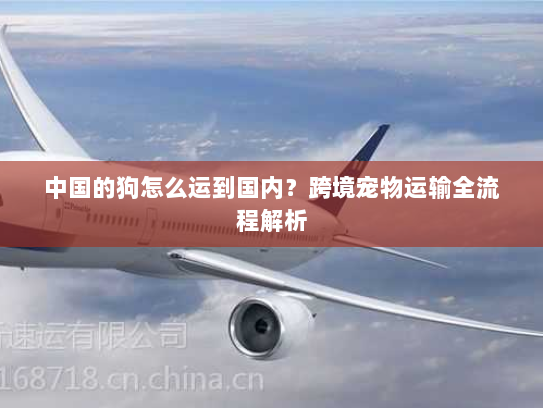 中国的狗怎么运到国内?跨境宠物运输全流程解析 中国的狗怎么运到国内?跨境宠物运输全流程解析