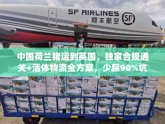 中国荷兰猪运到英国，独家合规通关+活体物流全方案，少踩90%坑