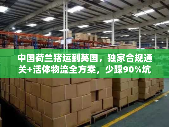 中国荷兰猪运到英国，独家合规通关+活体物流全方案，少踩90%坑