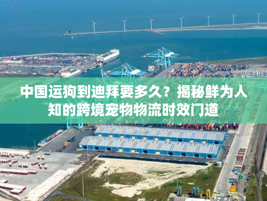 中国运狗到迪拜要多久？揭秘鲜为人知的跨境宠物物流时效门道