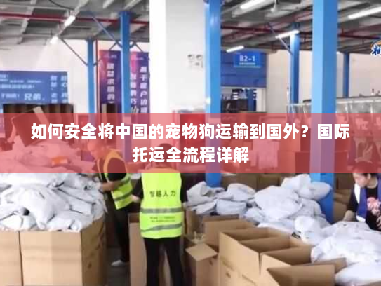 如何安全将中国的宠物狗运输到国外?国际托运全流程详解 如何安全将中国的宠物狗运输到国外?国际托运全流程详解
