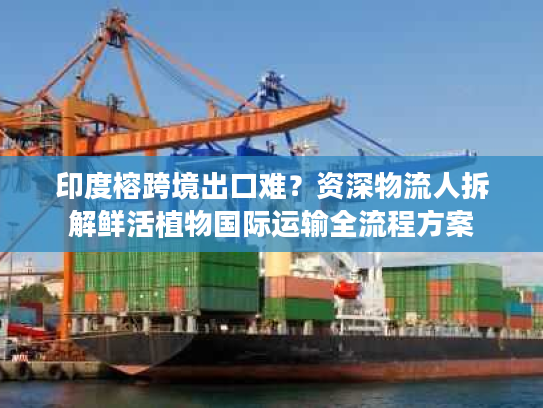 印度榕跨境出口难？资深物流人拆解鲜活植物国际运输全流程方案