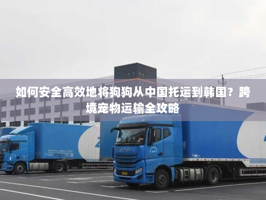 如何安全高效地将狗狗从中国托运到韩国?跨境宠物运输全攻略 如何安全高效地将狗狗从中国托运到韩国?跨境宠物运输全攻略