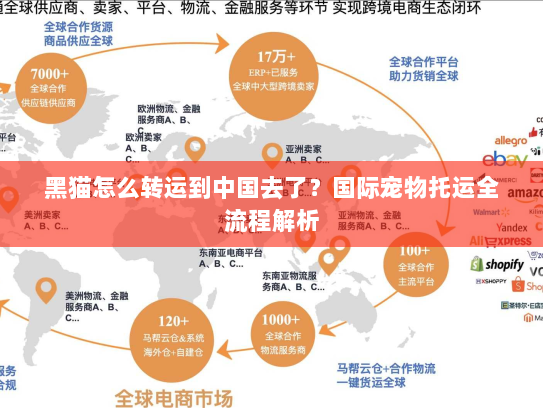 黑猫怎么转运到中国去了?国际宠物托运全流程解析 黑猫怎么转运到中国去了?国际宠物托运全流程解析