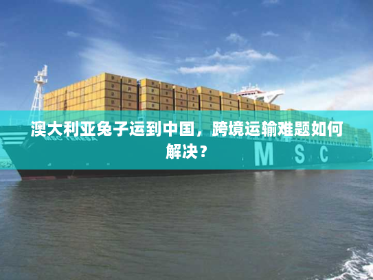 澳大利亚兔子运到中国，跨境运输难题如何解决？