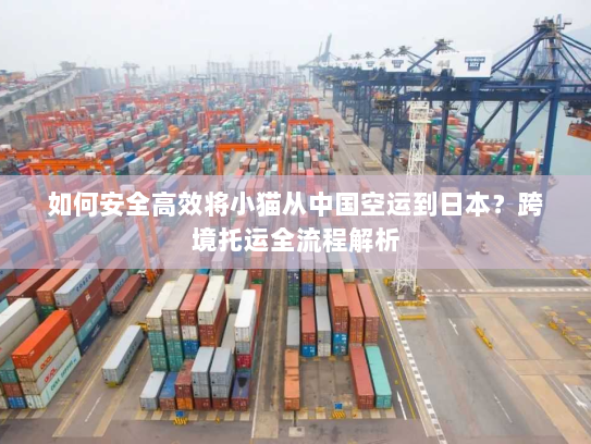 如何安全高效将小猫从中国空运到日本?跨境托运全流程解析 如何安全高效将小猫从中国空运到日本?跨境托运全流程解析
