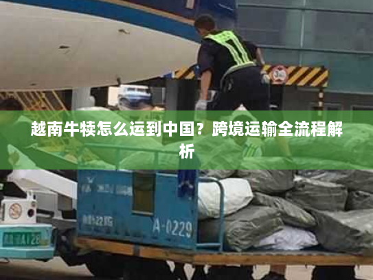 越南牛犊怎么运到中国?跨境运输全流程解析 越南牛犊怎么运到中国?跨境运输全流程解析