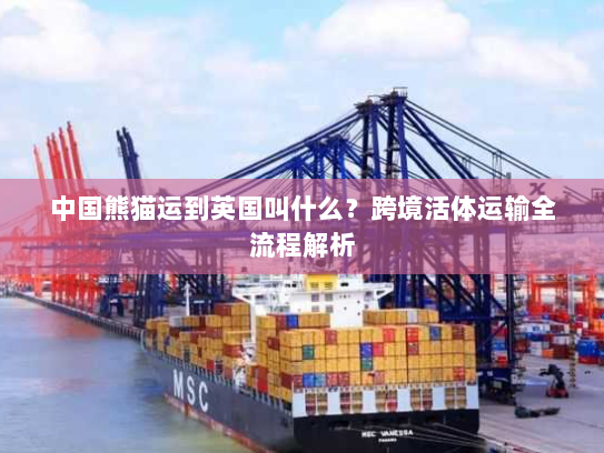 中国熊猫运到英国叫什么?跨境活体运输全流程解析 中国熊猫运到英国叫什么?跨境活体运输全流程解析