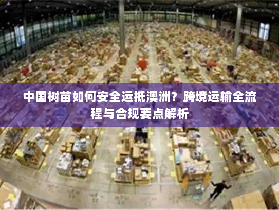 中国树苗如何安全运抵澳洲？跨境运输全流程与合规要点解析