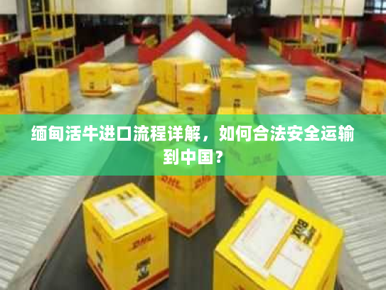 缅甸活牛进口流程详解，如何合法安全运输到中国？