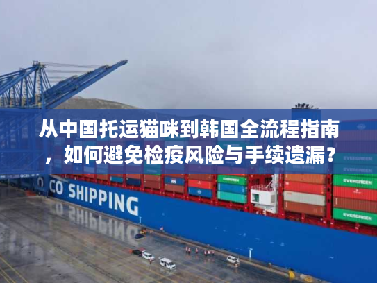 从中国托运猫咪到韩国全流程指南，如何避免检疫风险与手续遗漏？