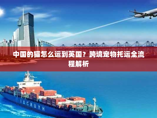 中国的猫怎么运到英国?跨境宠物托运全流程解析 中国的猫怎么运到英国?跨境宠物托运全流程解析