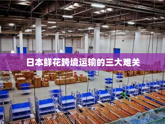 日本鲜花跨境运输的三大难关