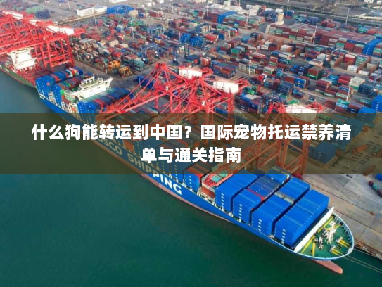 什么狗能转运到中国?国际宠物托运禁养清单与通关指南 什么狗能转运到中国?国际宠物托运禁养清单与通关指南