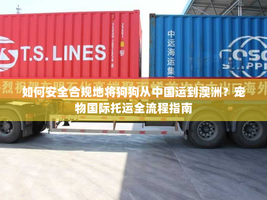 如何安全合规地将狗狗从中国运到澳洲？宠物国际托运全流程指南