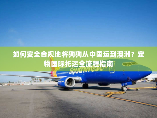 如何安全合规地将狗狗从中国运到澳洲？宠物国际托运全流程指南